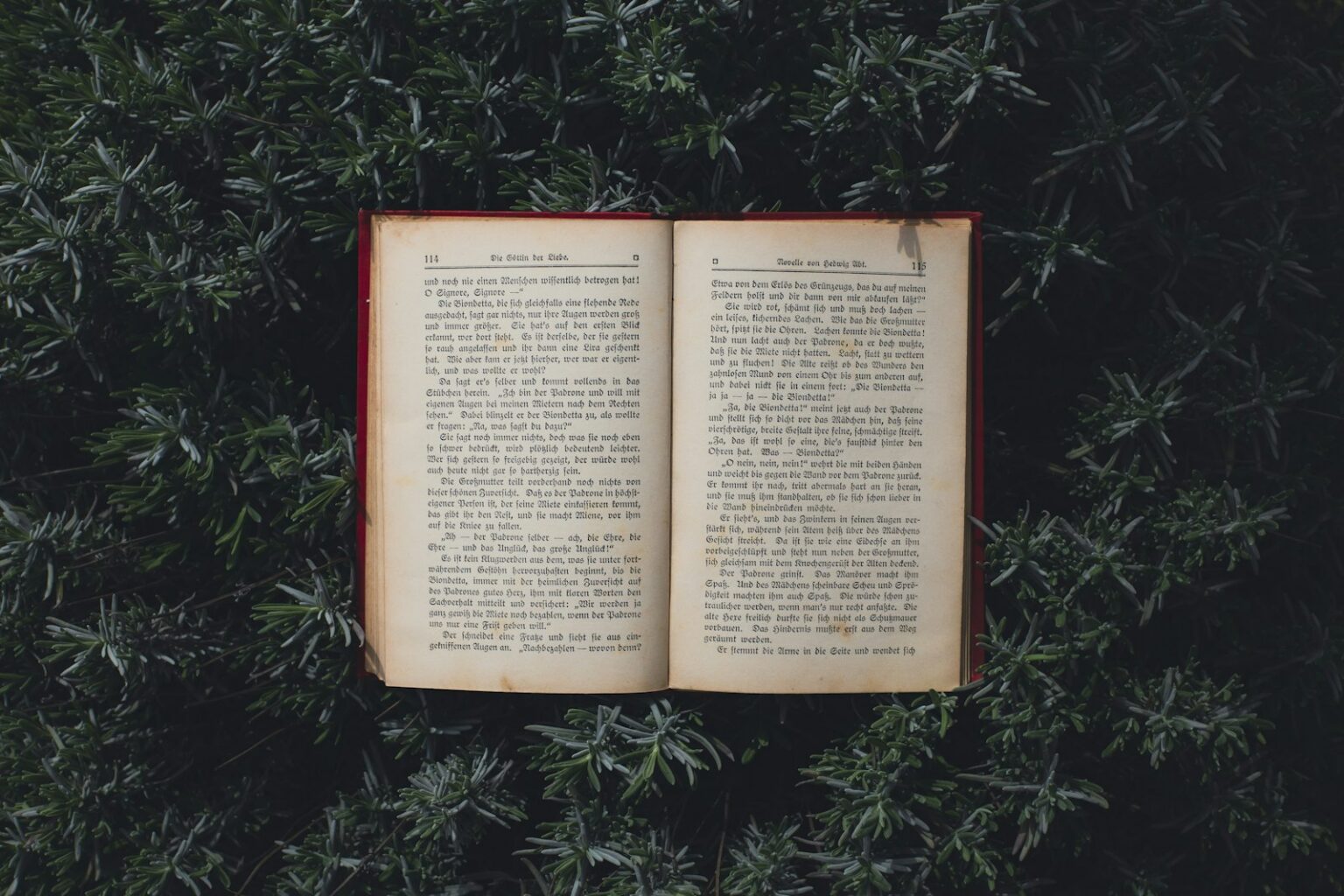 Open book lying on green grass outdoors